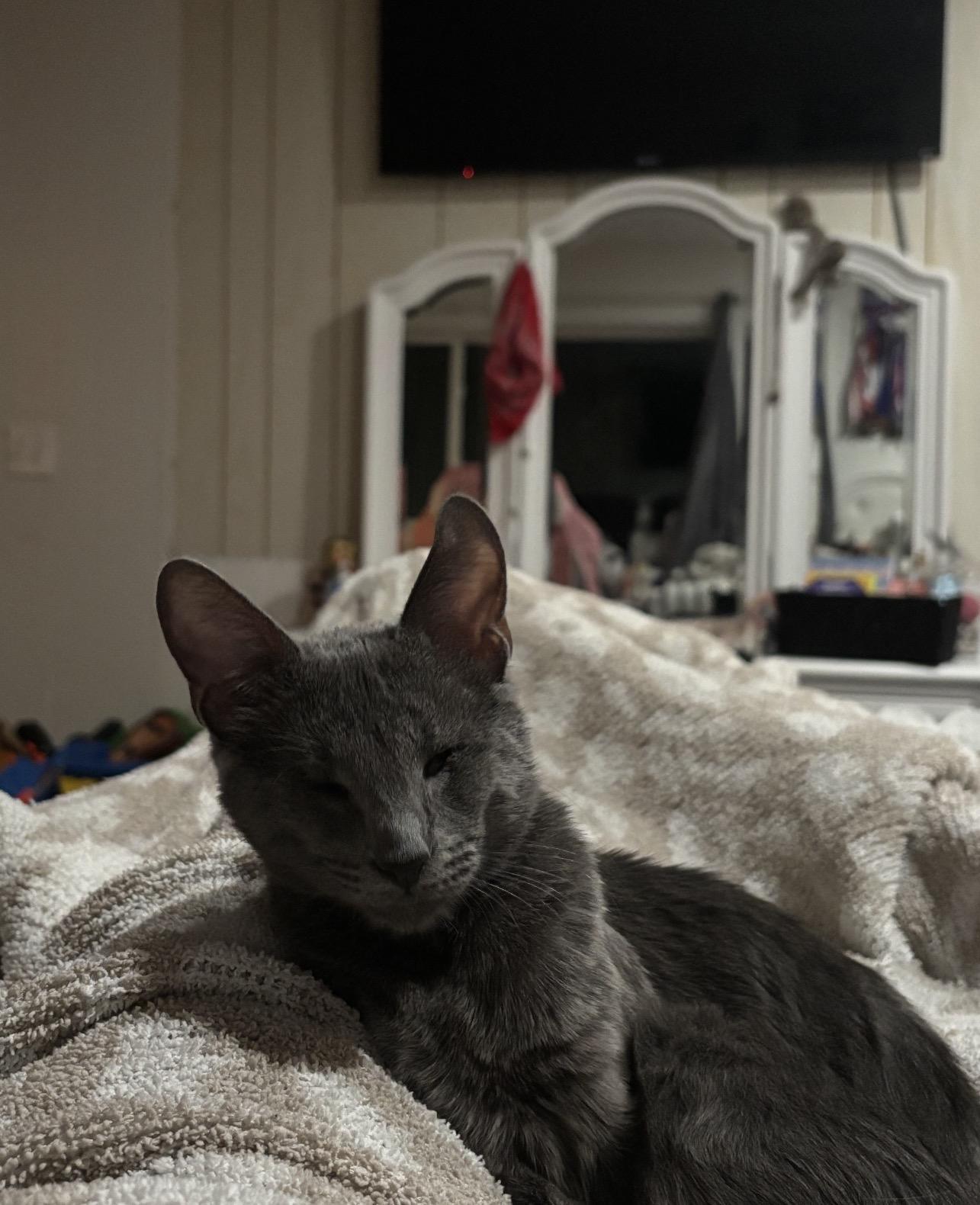 Enlarge Scarlett, a Adopted Russian Blue in Yucaipa, CA image 3/5