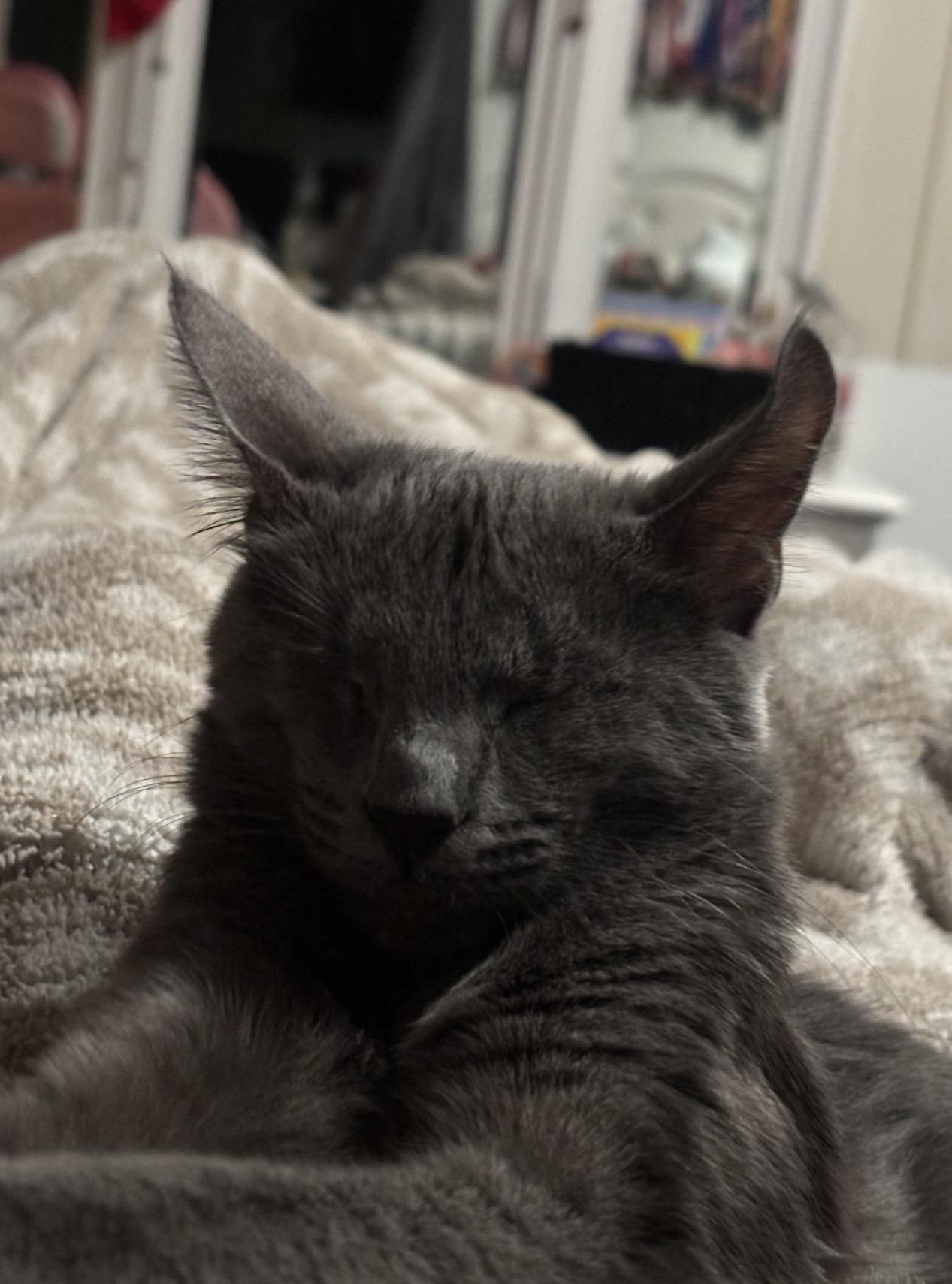 Enlarge Scarlett, a Adopted Russian Blue in Yucaipa, CA image 2/5