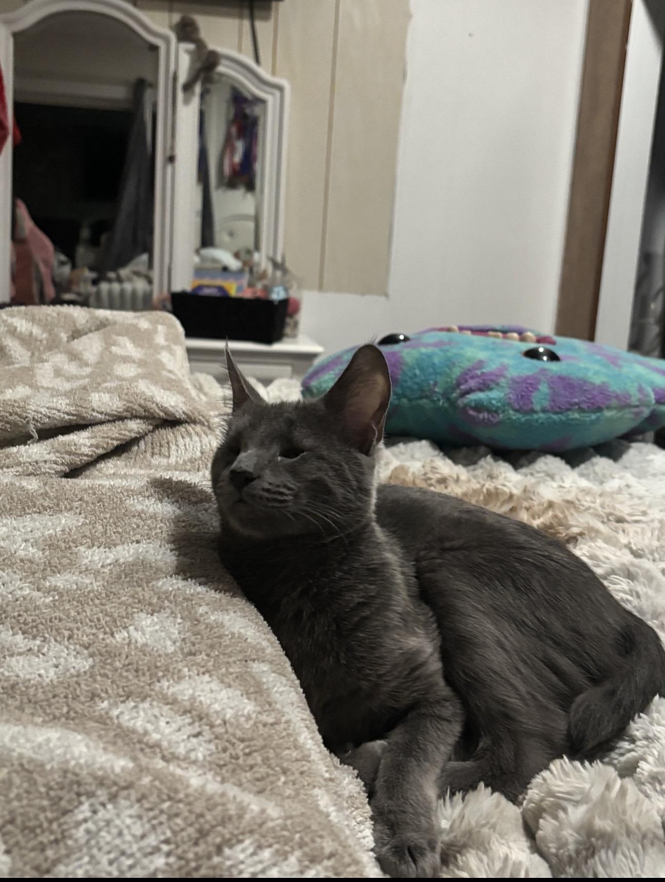 Enlarge Scarlett, a Adopted Russian Blue in Yucaipa, CA image 1/5