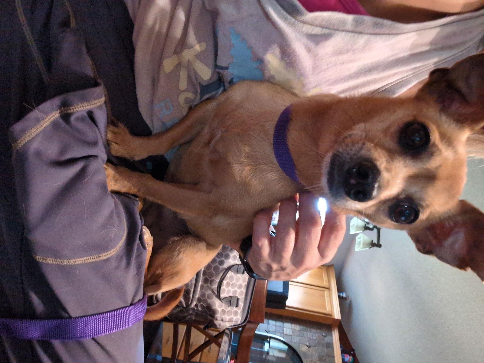 Chica D6102, Adoptable, Senior Female Chihuahua.