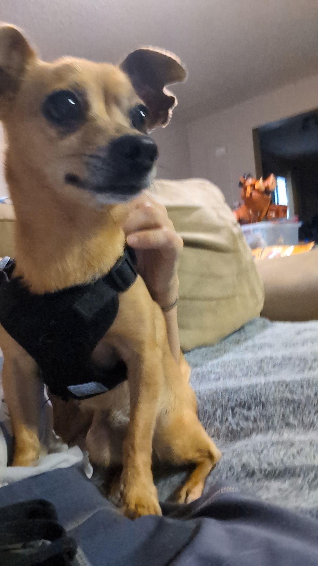 Chica D6102 - ADOPTION BEING FINALIZED, Adoptable, Senior Female Chihuahua.