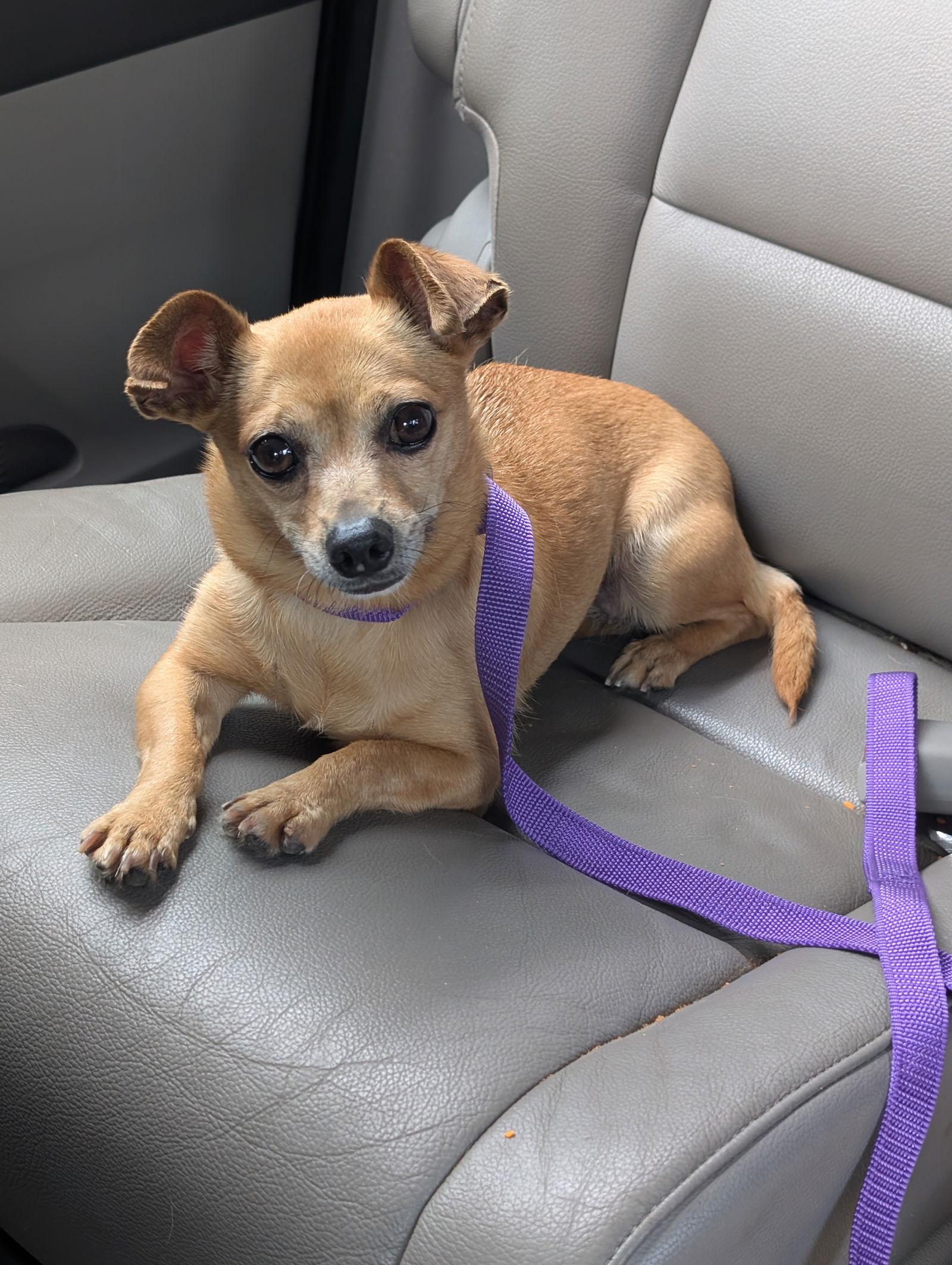 Chica D6102 - ADOPTION BEING FINALIZED, a Adoptable Chihuahua in minneapolis, MN image 2/3
