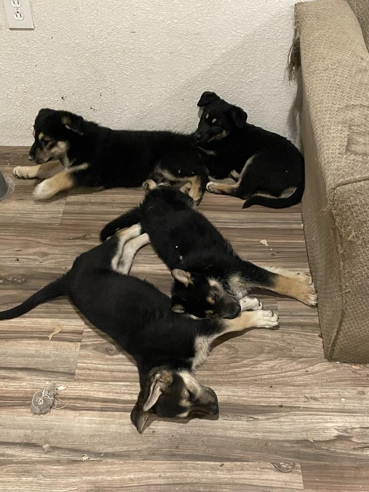 Brenda, Adoptable, Puppy Female Shepherd.