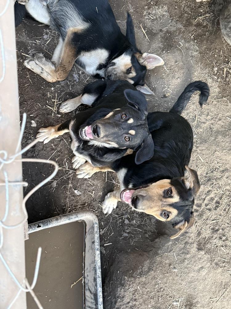 Brenda, a Adoptable mixed breed in Redlands, CA image 2/3