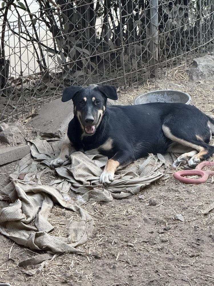 Brenda, a Adoptable mixed breed in Redlands, CA image 3/3