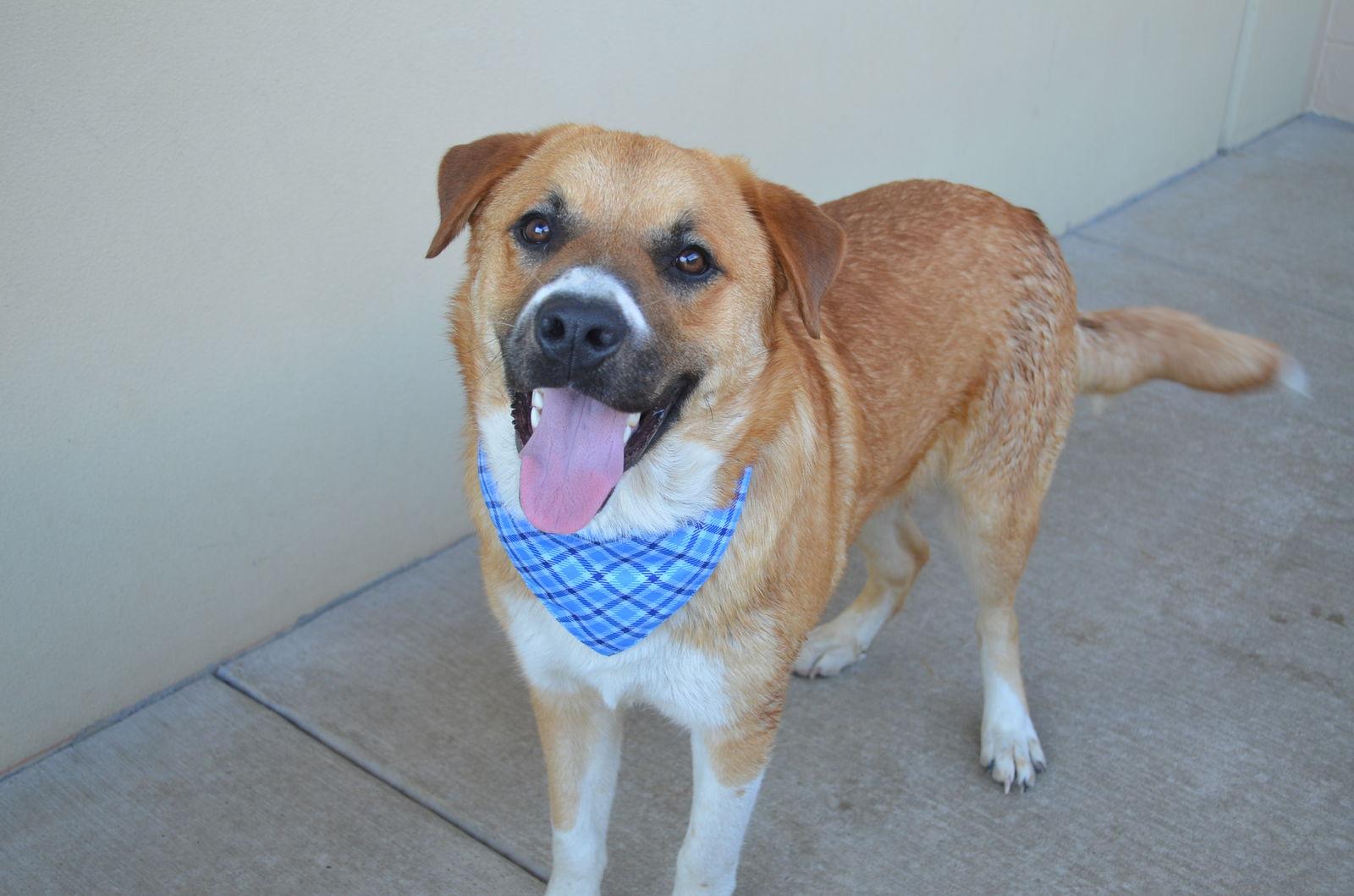 Enlarge Caramel, a Adoptable Labrador Retriever in McKinney, TX image 1/3