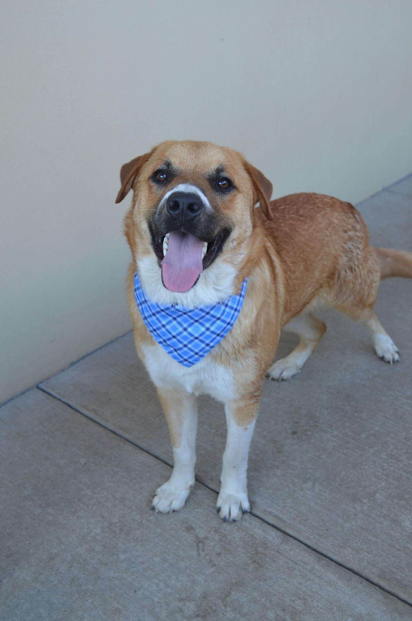 Enlarge Caramel, a Adoptable Labrador Retriever in McKinney, TX image 2/3