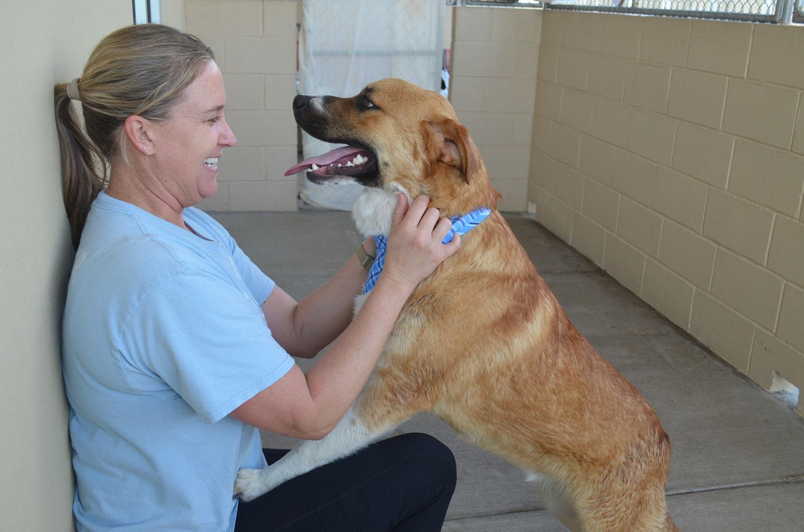 Enlarge Caramel, a Adoptable Labrador Retriever in McKinney, TX image 3/3