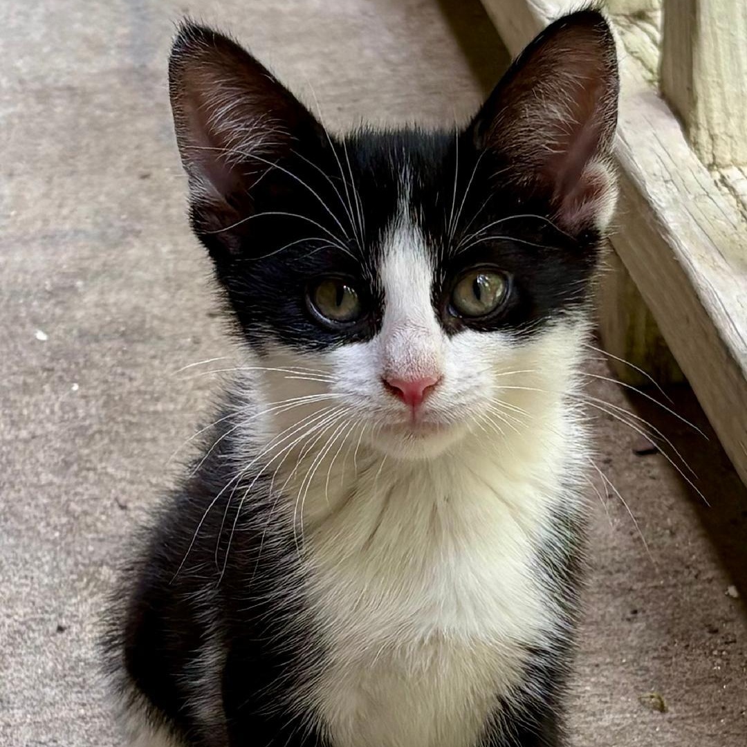 Socks, ADOPTABLE, Kitten Female Domestic Short Hair.