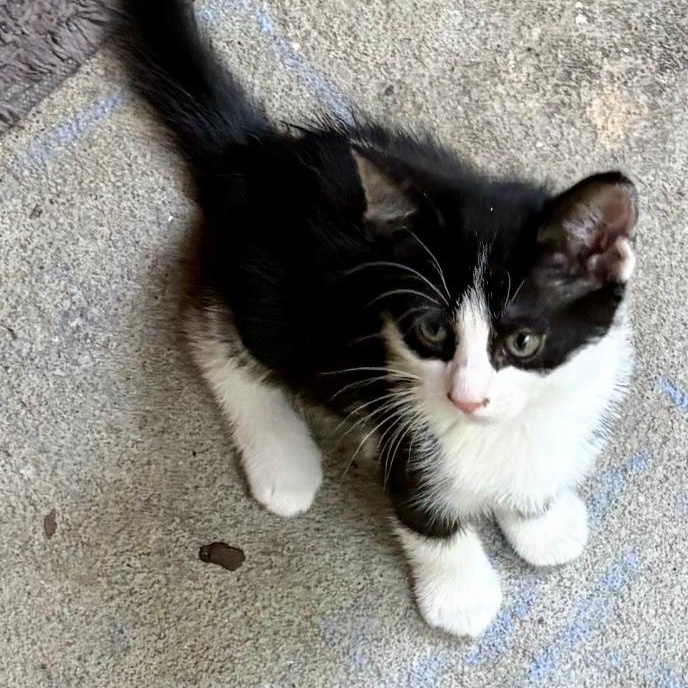 Enlarge Socks, a ADOPTABLE Domestic Short Hair in Gastonia, NC image 2/3