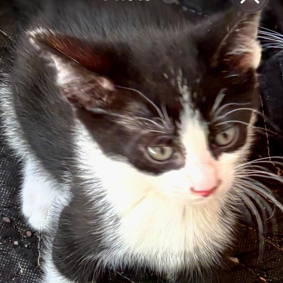 Enlarge Socks, a ADOPTABLE Domestic Short Hair in Gastonia, NC image 3/3