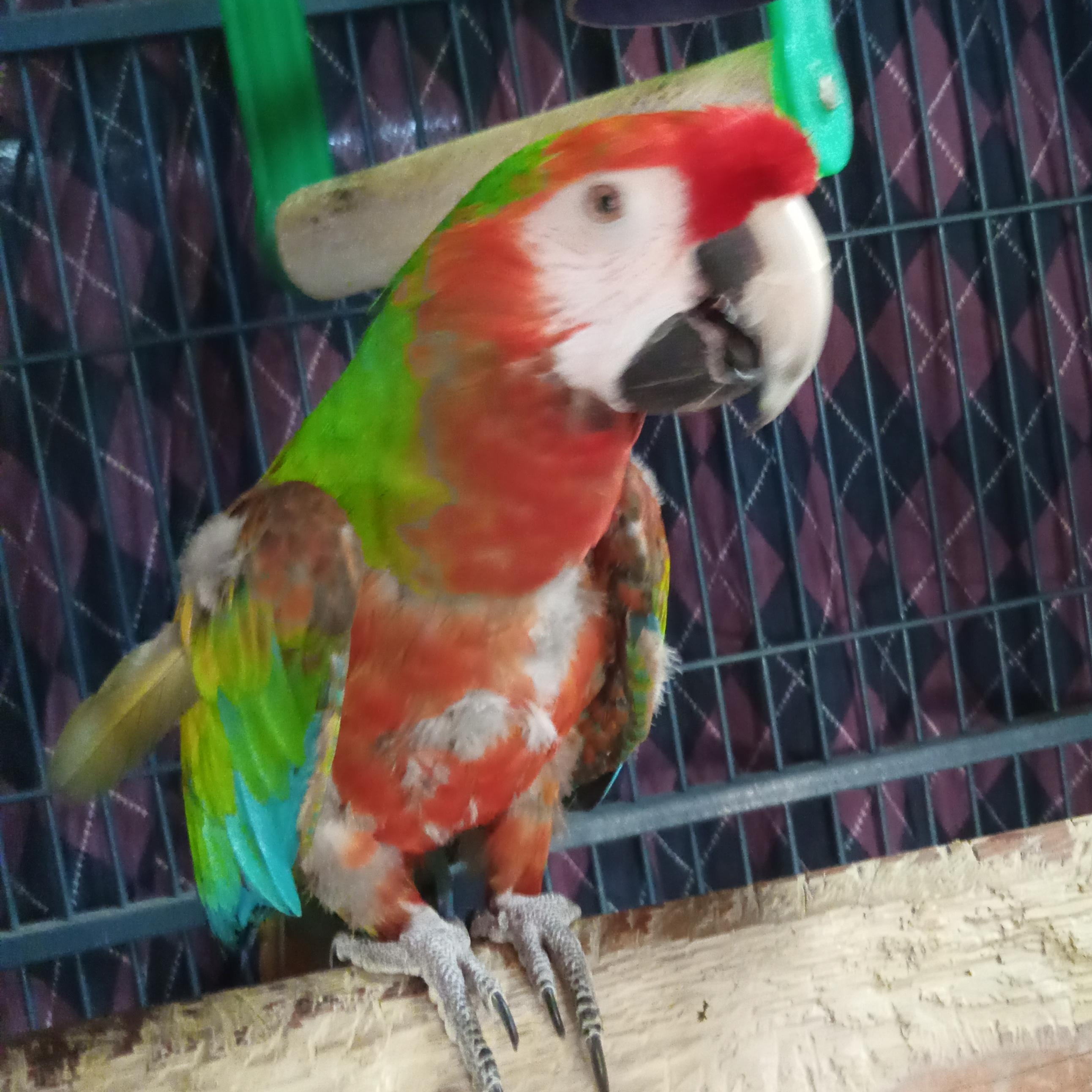 Rainbow, a Adoptable Macaw in Modesto, CA image 2/3