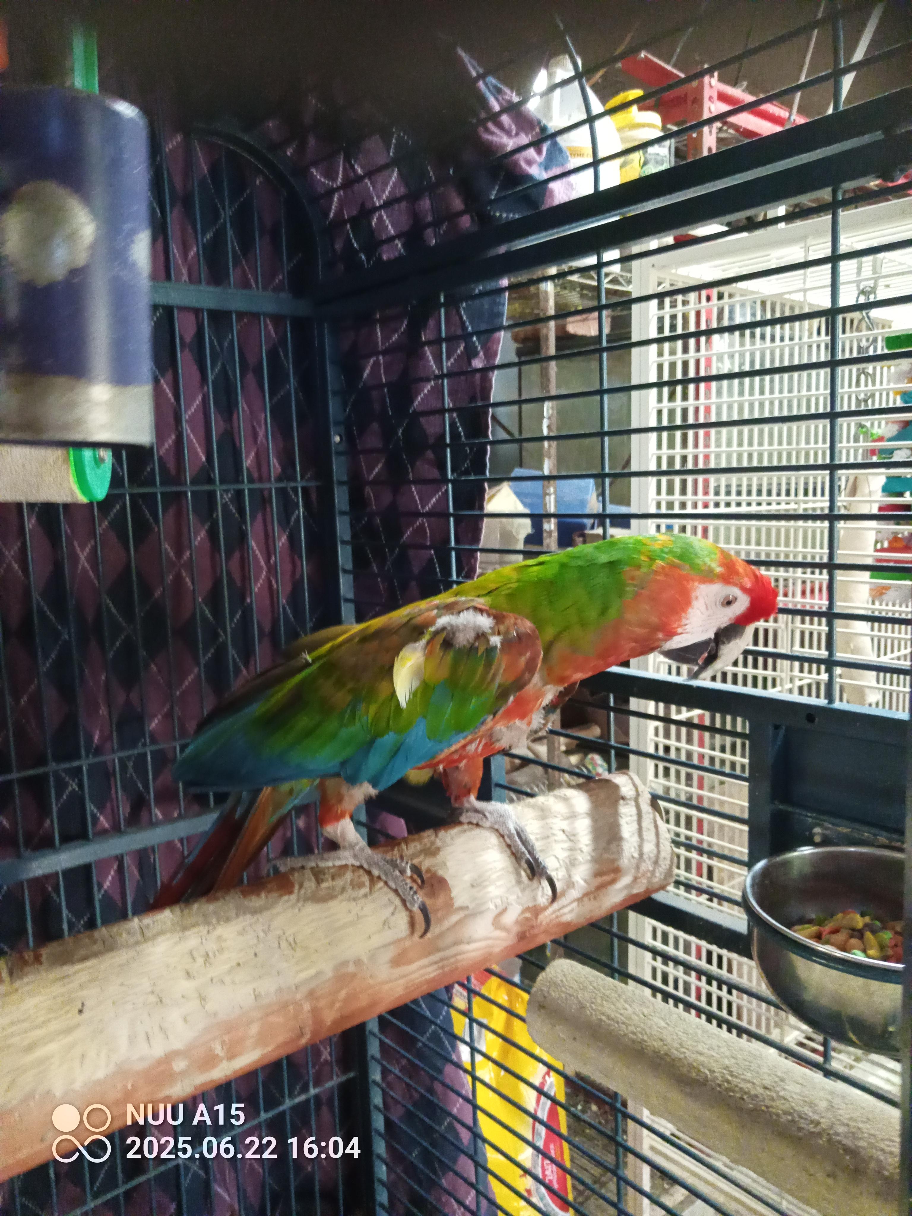 Rainbow, a Adoptable Macaw in Modesto, CA image 3/3