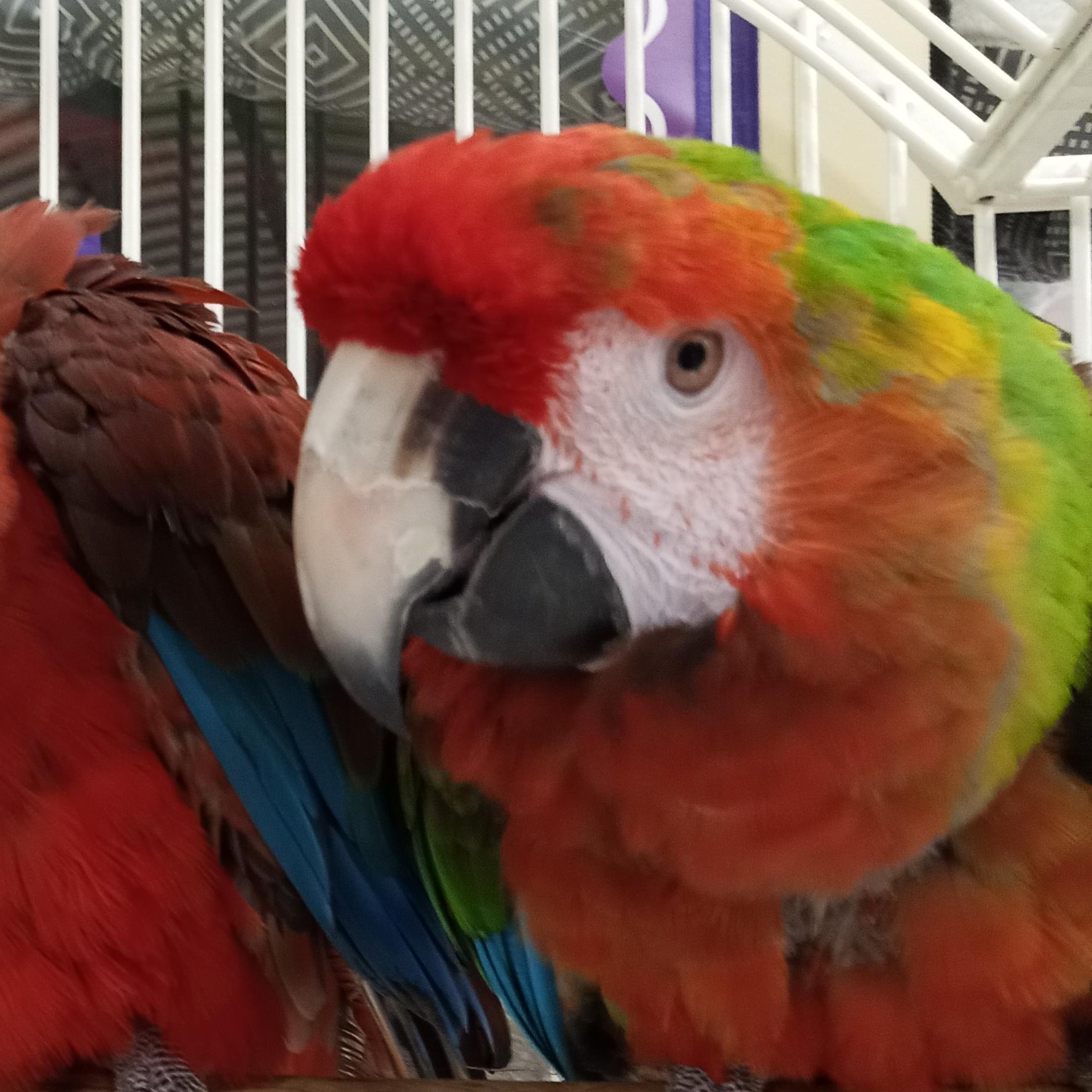 Rainbow, Adoptable, Adult Female Macaw.