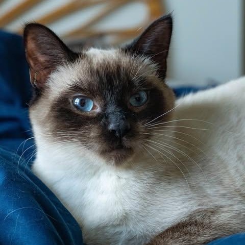 NIKITA, an adopted mixed breed in Campbell River, BC image 2/6