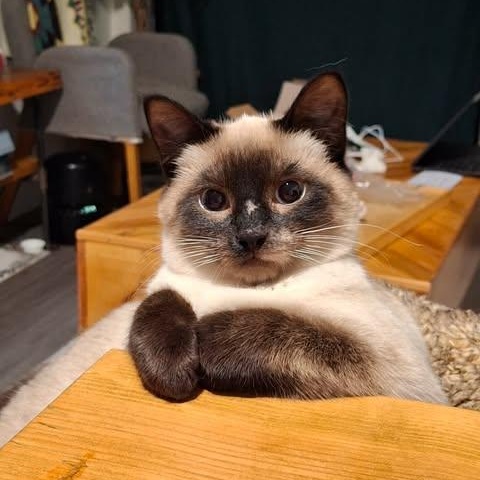 NIKITA, an adopted mixed breed in Campbell River, BC image 4/6