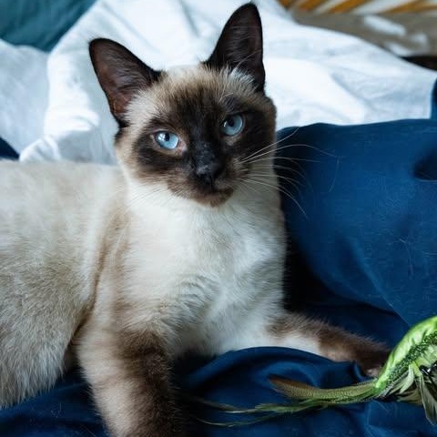 NIKITA, an adopted mixed breed in Campbell River, BC image 1/6