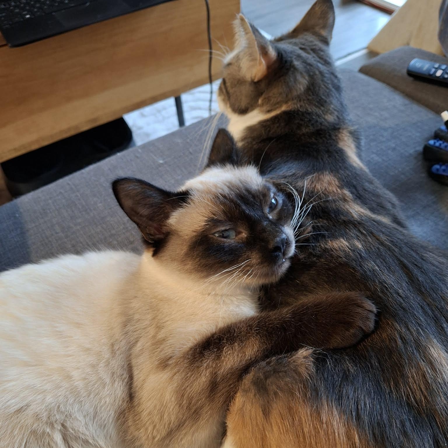 NIKITA, an adopted mixed breed in Campbell River, BC image 6/6