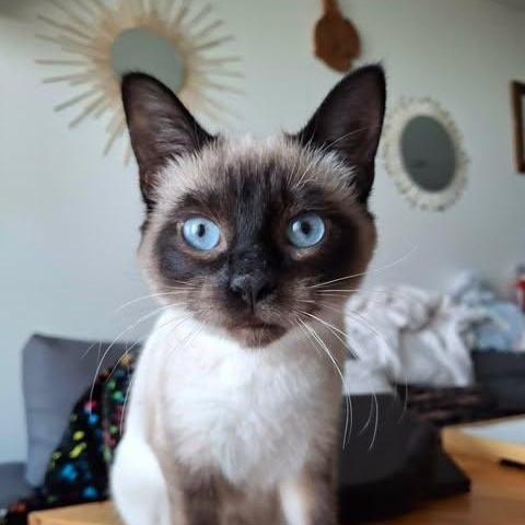 NIKITA, an adopted mixed breed in Campbell River, BC image 3/6