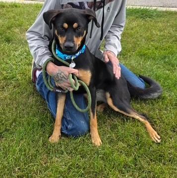 Lottie, a Adoptable mixed breed in West Dundee, IL image 2/5