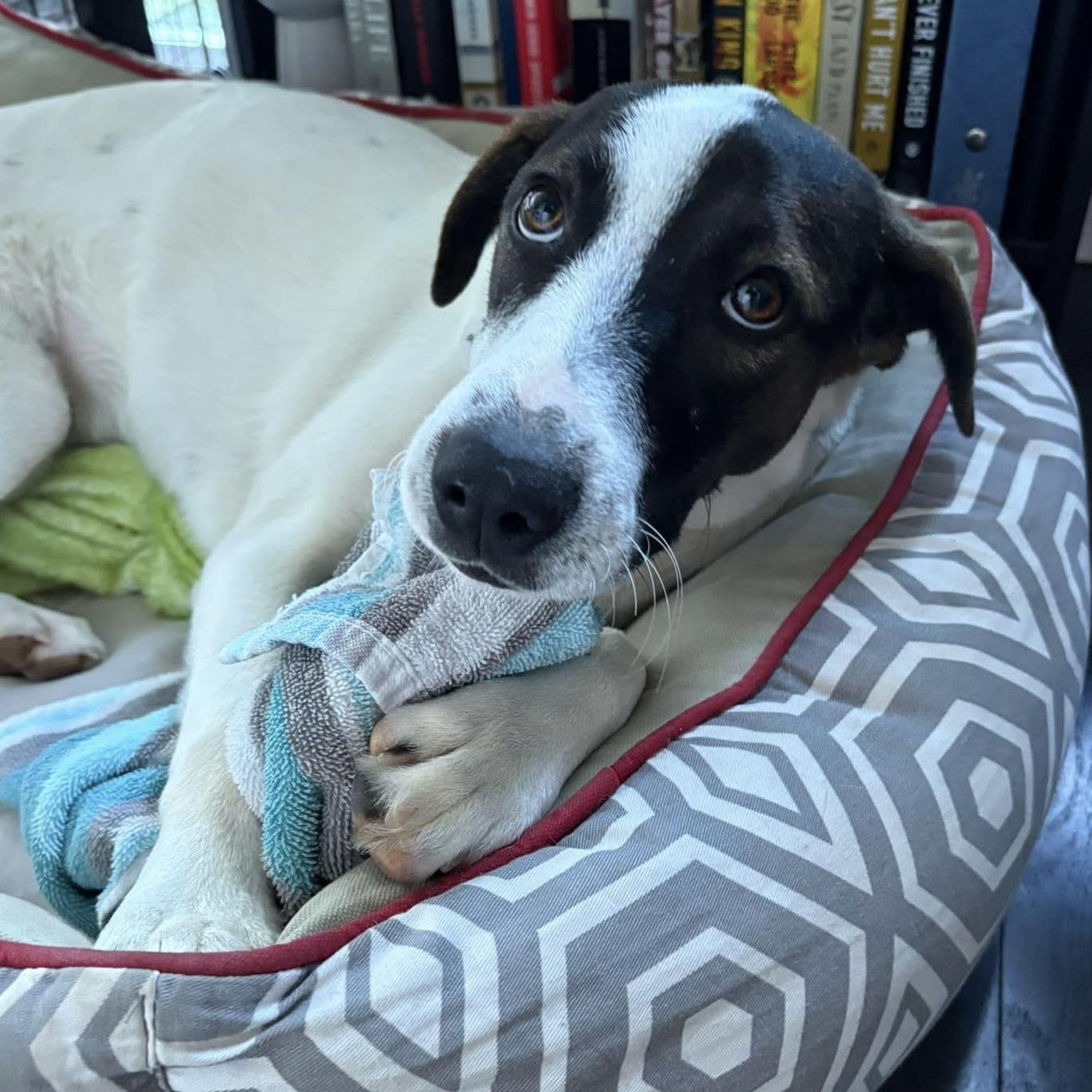 Zoe, Adoptable, Young Female Mixed Breed & Pointer.