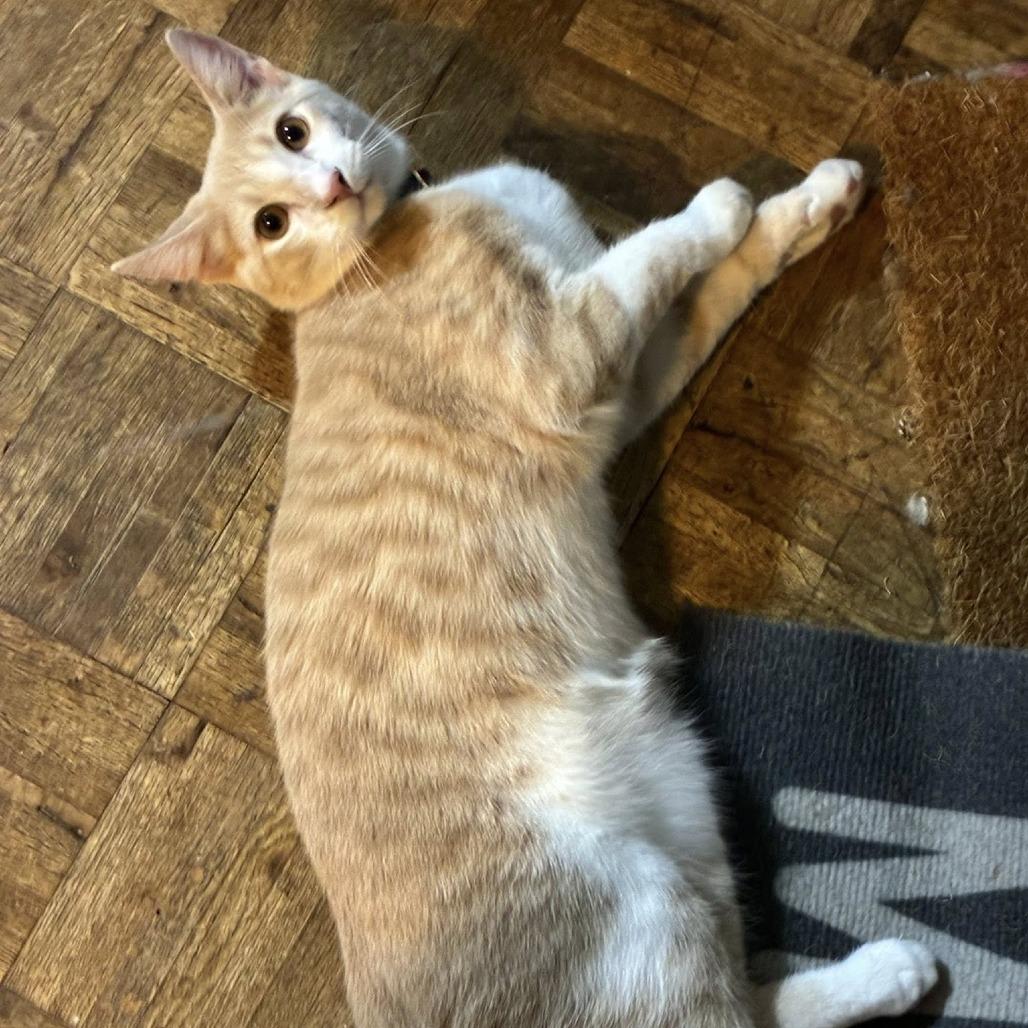 Crinkles, Adoptable, Young Male Domestic Short Hair.