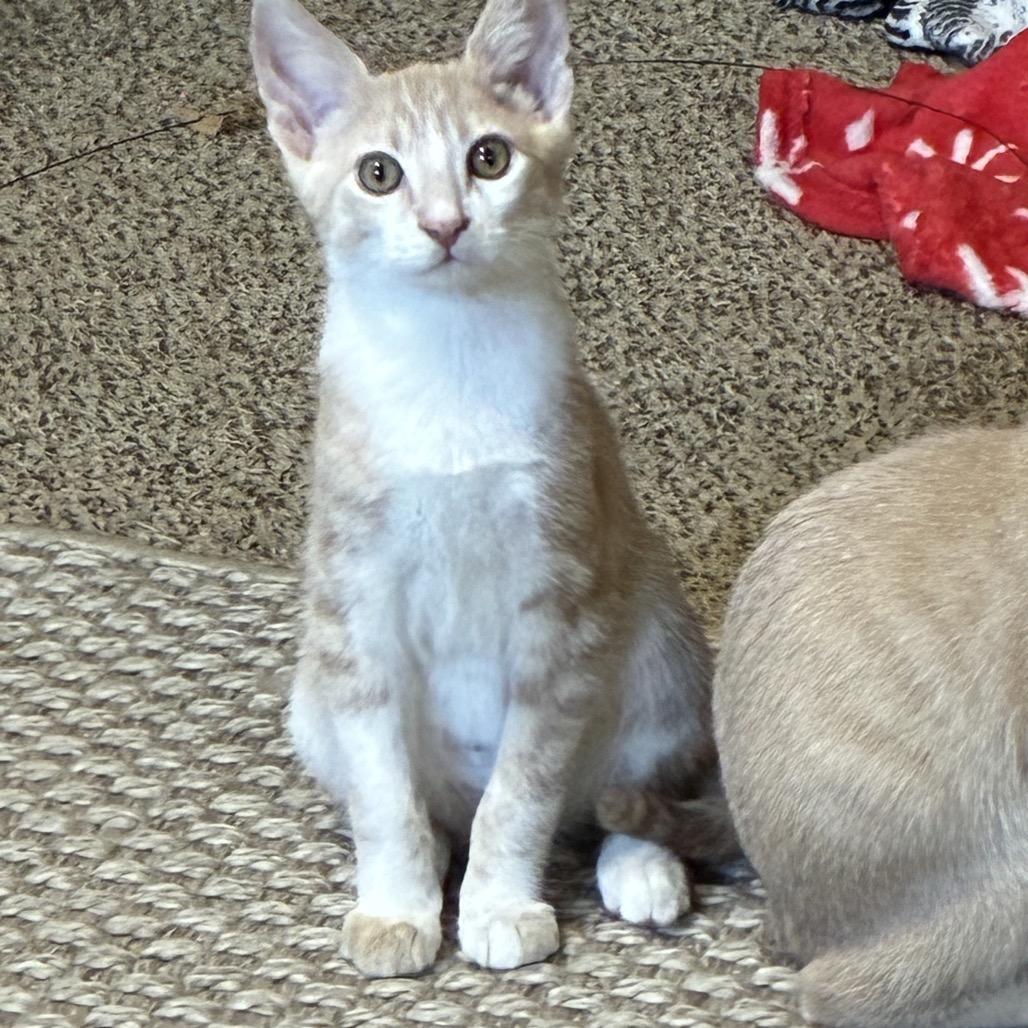 Enlarge Crinkles, a Adoptable Domestic Short Hair in Ferndale, WA image 3/4