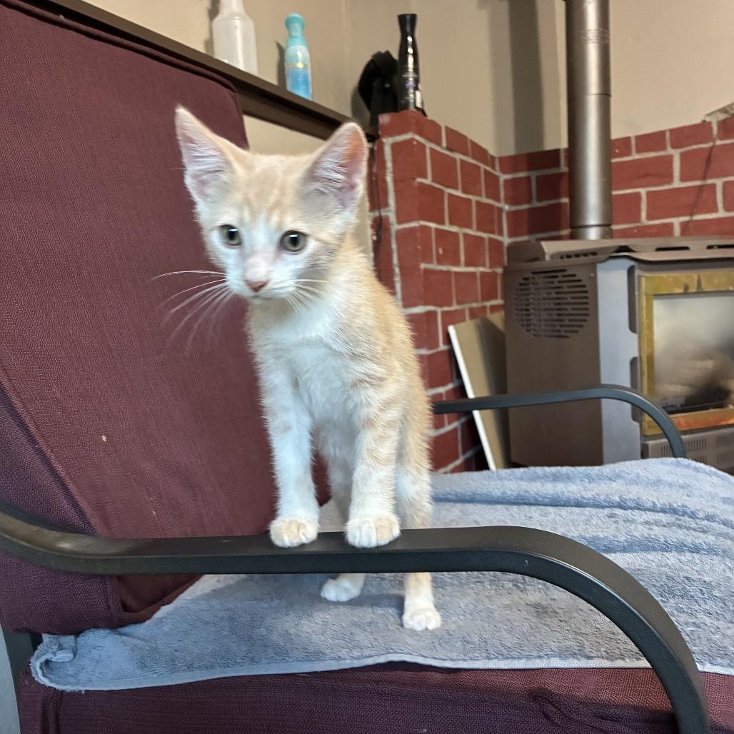 Enlarge Crinkles, a Adoptable Domestic Short Hair in Ferndale, WA image 4/4