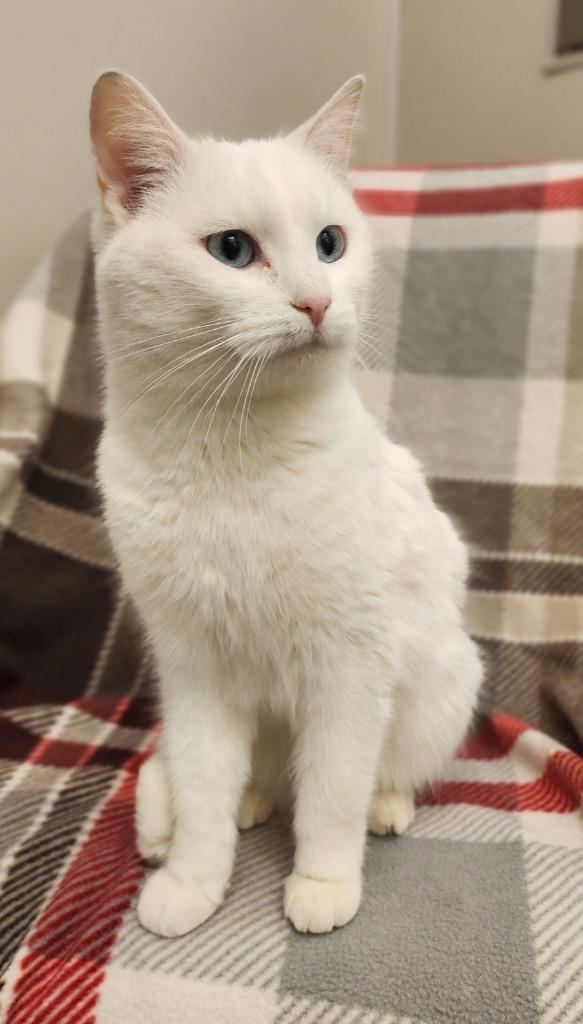 Lily, Adoptable, Adult Female Domestic Short Hair.