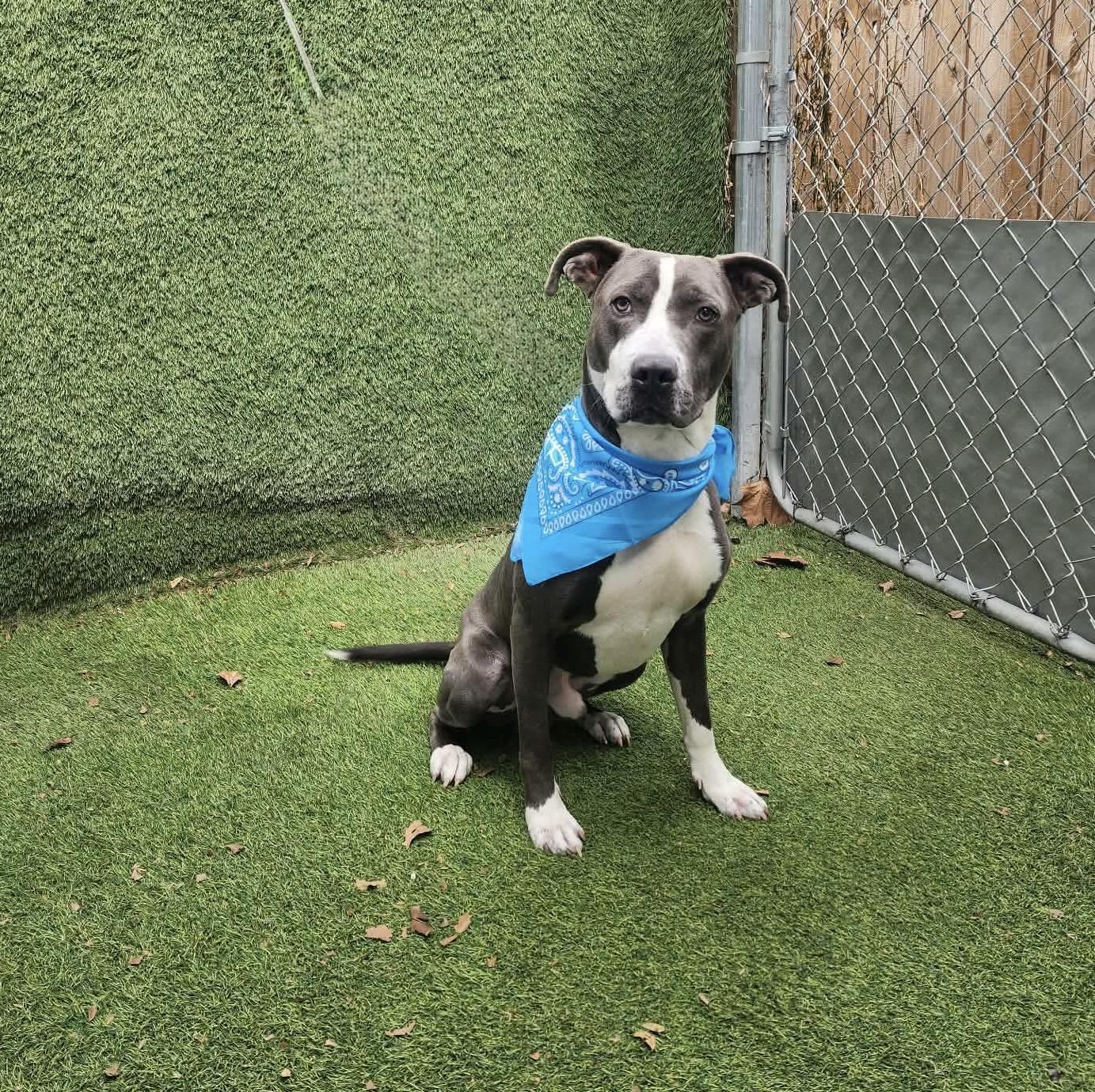 Tony, an adopted mixed breed in Houston, TX image 3/5