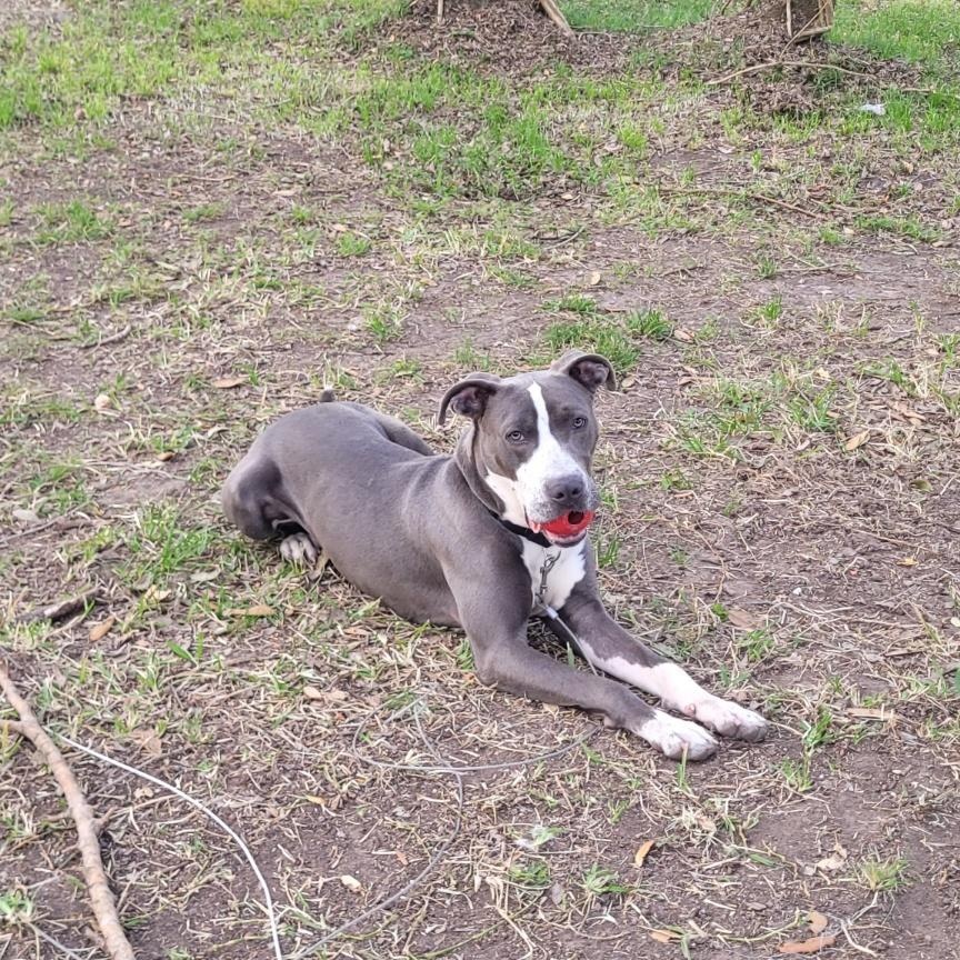 Tony, an adopted mixed breed in Houston, TX image 4/5