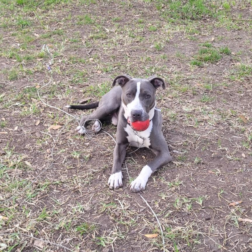 Tony, an adopted mixed breed in Houston, TX image 5/5