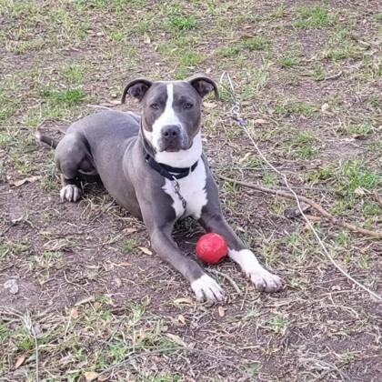 Tony, an adopted mixed breed in Houston, TX image 2/5