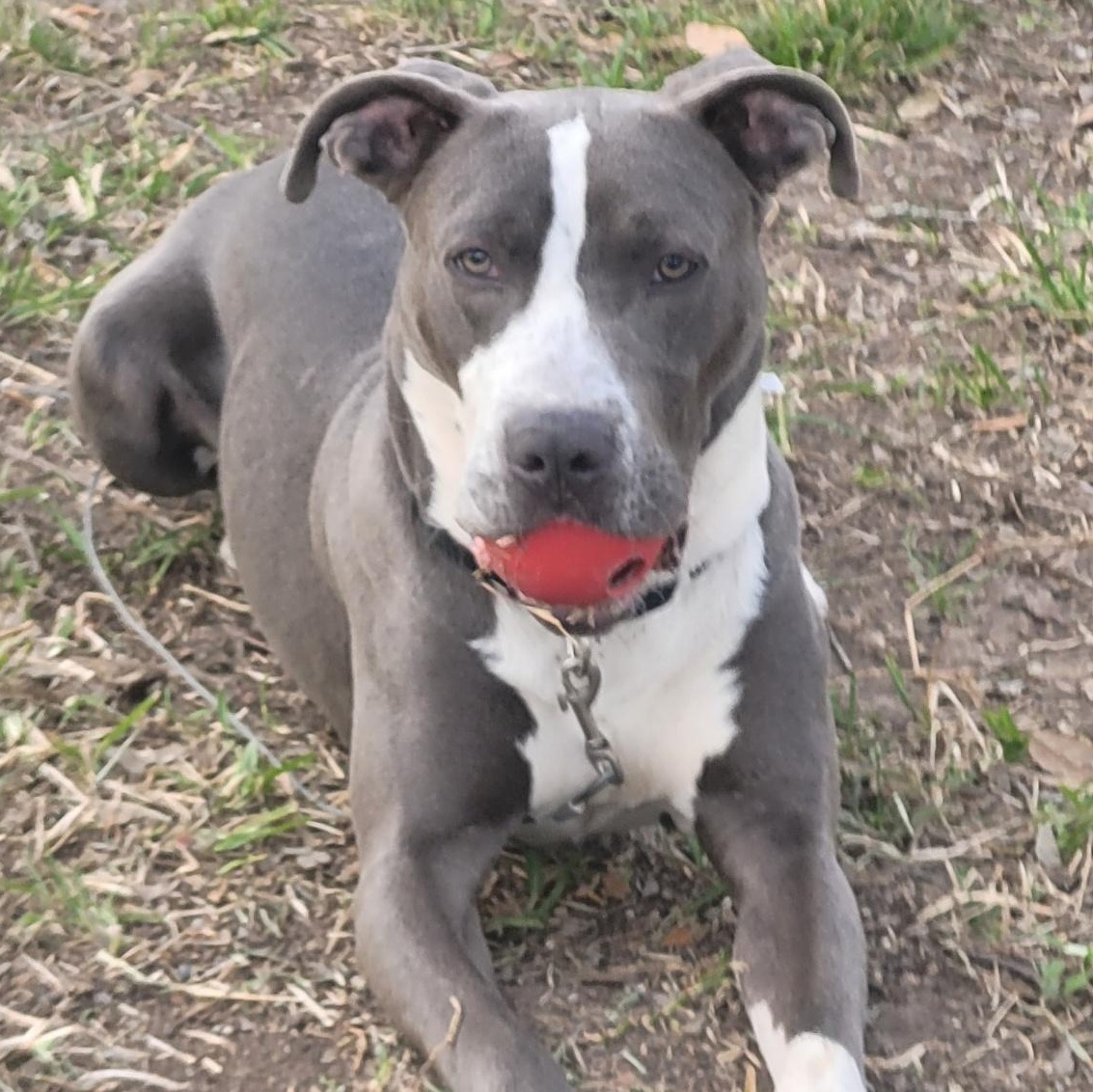 Tony, an adopted mixed breed in Houston, TX image 1/5