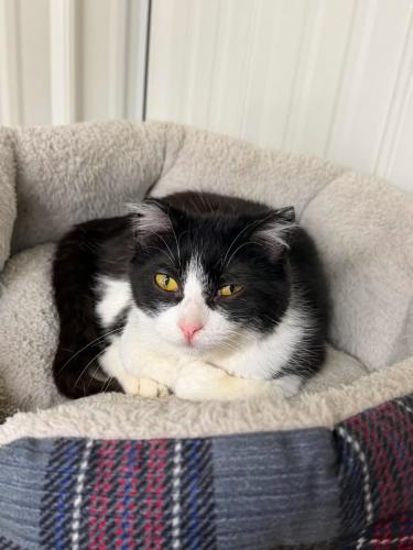 Enlarge Beanie Boo, a Adoptable mixed breed in Thief River Falls, MN image 1/1