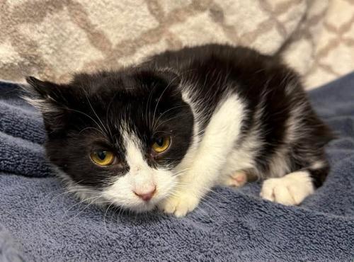 Enlarge Beany Boo, a Adoptable mixed breed in Thief River Falls, MN image 1/1