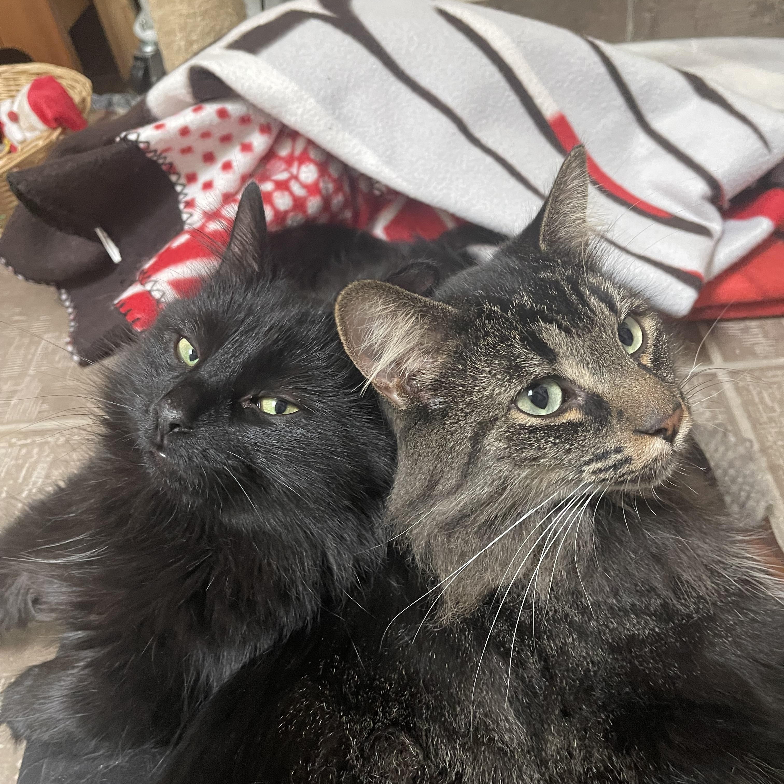 Enlarge Wesley (bonded with Aurelius), a Adoptable Domestic Medium Hair in Pickering, ON image 5/6