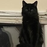 Enlarge Wesley (bonded with Aurelius), a Adoptable Domestic Medium Hair in Pickering, ON image 4/6