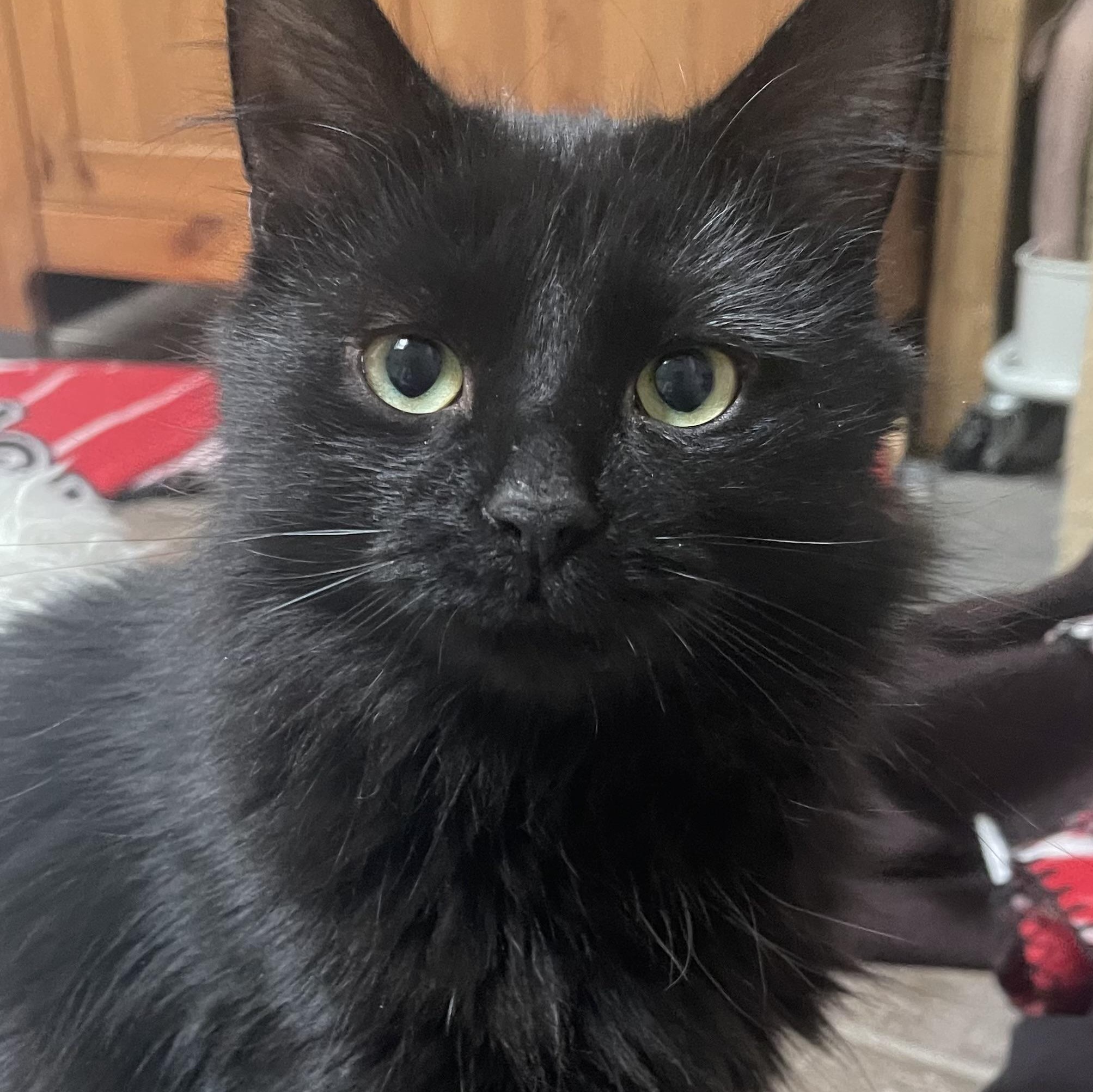 Enlarge Wesley (bonded with Aurelius), a Adoptable Domestic Medium Hair in Pickering, ON image 2/6