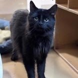 Enlarge Wesley (bonded with Aurelius), a Adoptable Domestic Medium Hair in Pickering, ON image 6/6