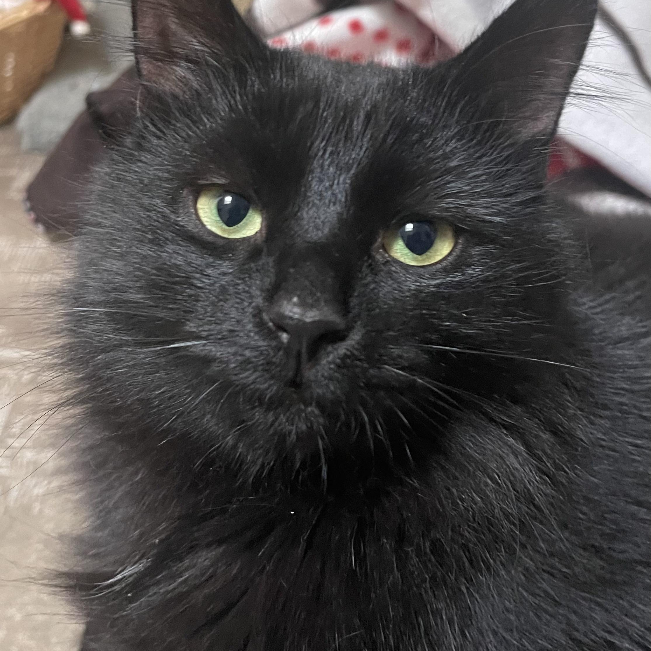 Enlarge Wesley (bonded with Aurelius), a Adoptable Domestic Medium Hair in Pickering, ON image 3/6
