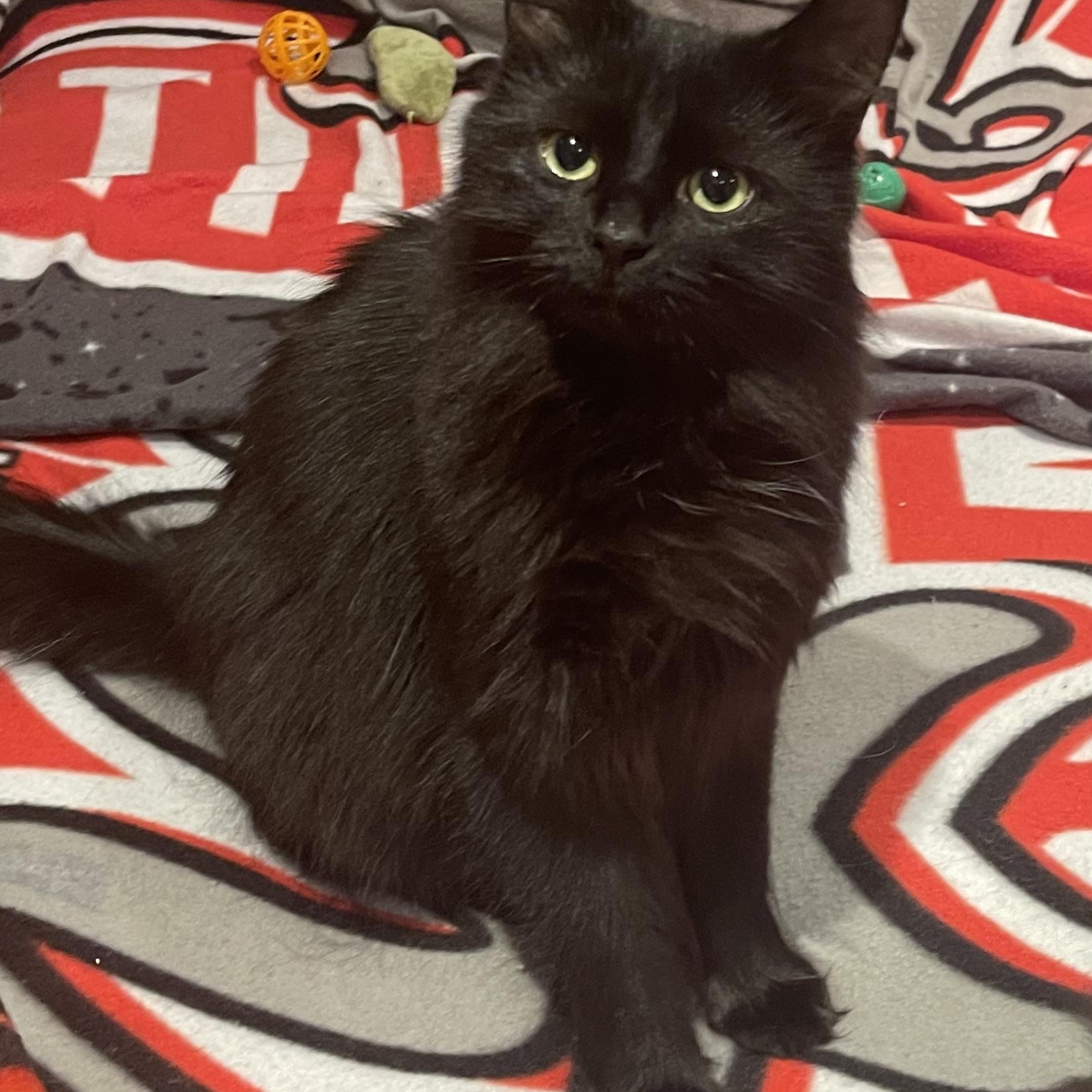 Wesley (bonded with Aurelius), Adoptable, Young Male Domestic Medium Hair.