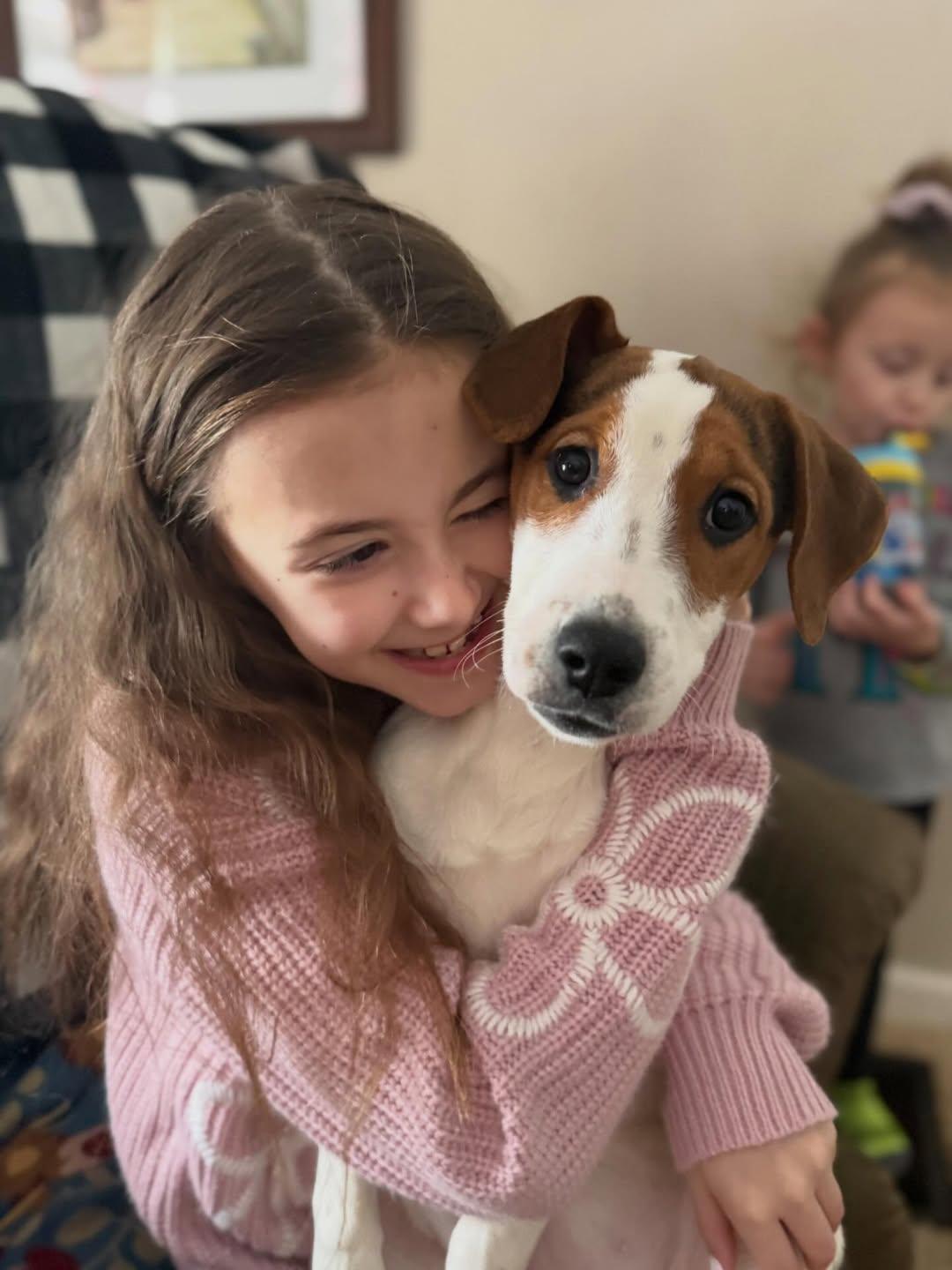 Enlarge Princess, a ADOPTABLE American Foxhound in East Amherst, NY image 2/2