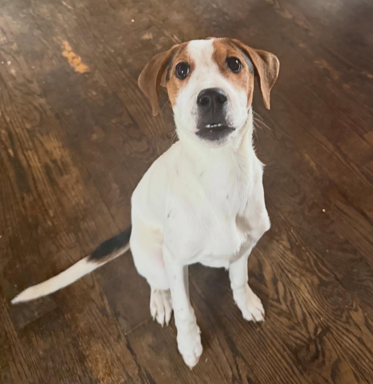 Enlarge Princess, a ADOPTABLE American Foxhound in East Amherst, NY image 1/2