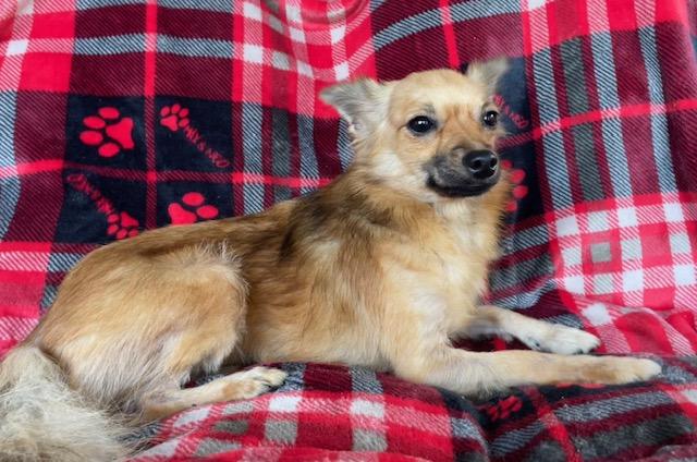Sly, Adoptable, Young Male Pomeranian & Chihuahua.