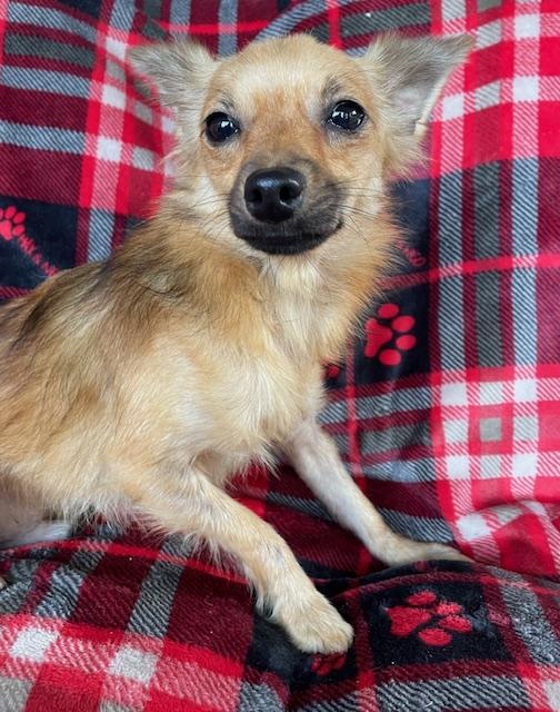 Enlarge Sly, a Adoptable mixed breed in Memphis, TN image 2/4