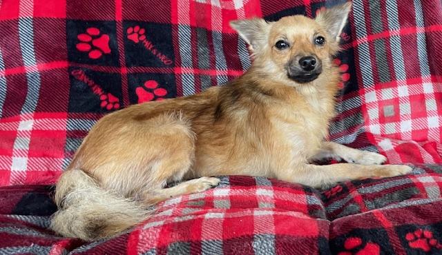 Enlarge Sly, a Adoptable mixed breed in Memphis, TN image 3/4