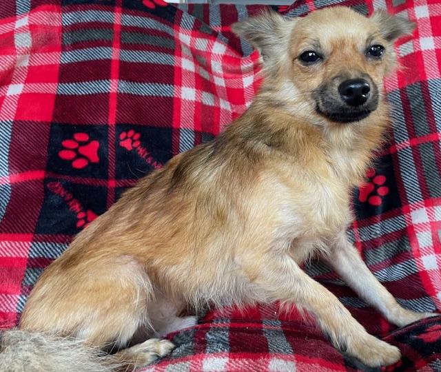 Enlarge Sly, a Adoptable mixed breed in Memphis, TN image 4/4