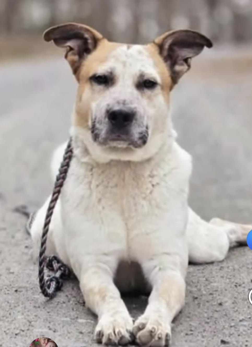 Wafer, adopted, Young Male Cattle Dog.