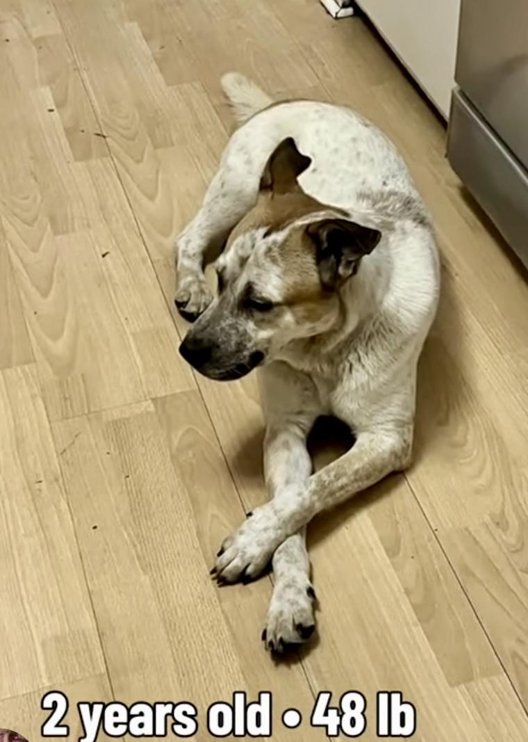Wafer, an adopted mixed breed in Rocky Mount, NC image 5/5
